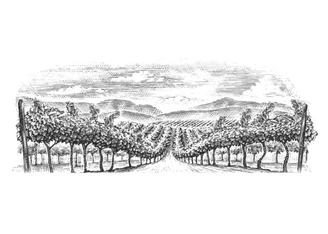 Vineyard rows 3